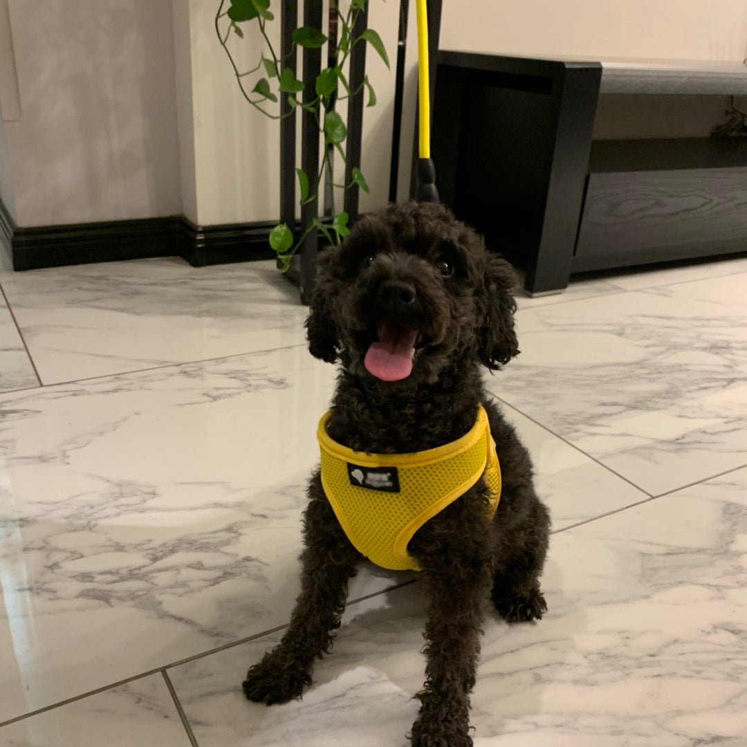 Dog wearing a yellow harness sitting on a marble floor.