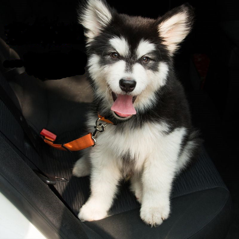 Seatbelt Leash for Pet Car Safety