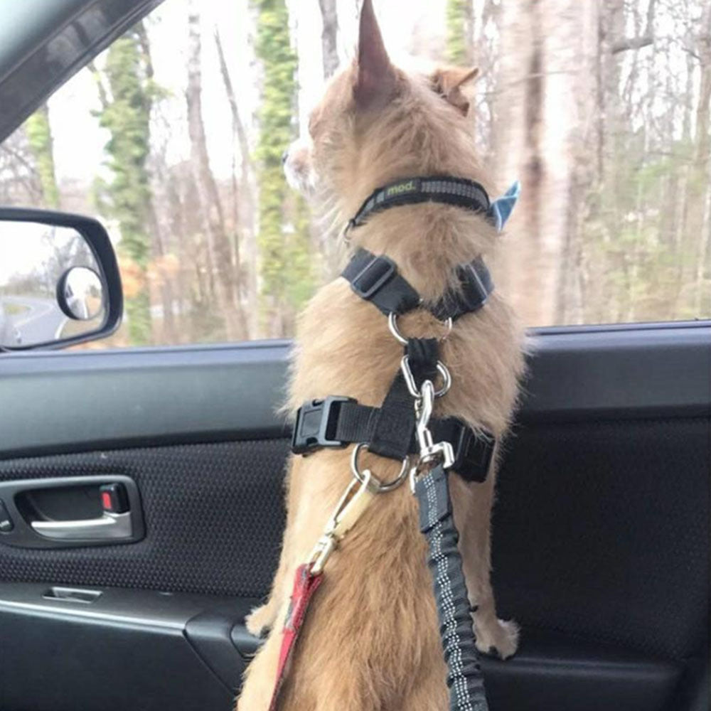 Seatbelt Leash for Pet Car Safety