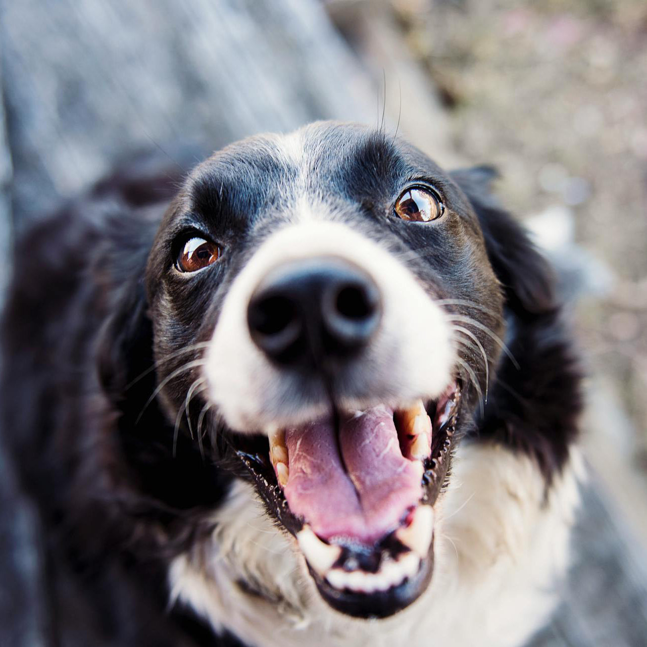 Dog looking at camera happily.
