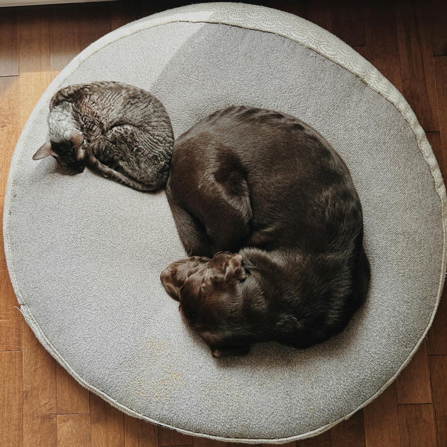 Cat & dog sleeping on a pet bed.