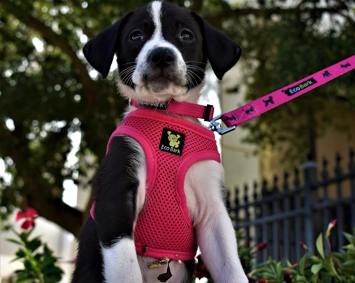 Reflective and Adjustable Teacup Harness 