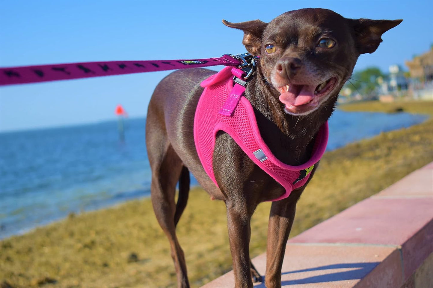 Reflective and Adjustable Teacup Harness 